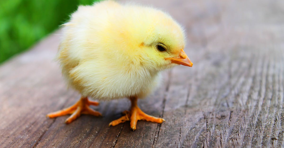 Pourquoi élever des poules avec vous enfants est une bonne idée ?
