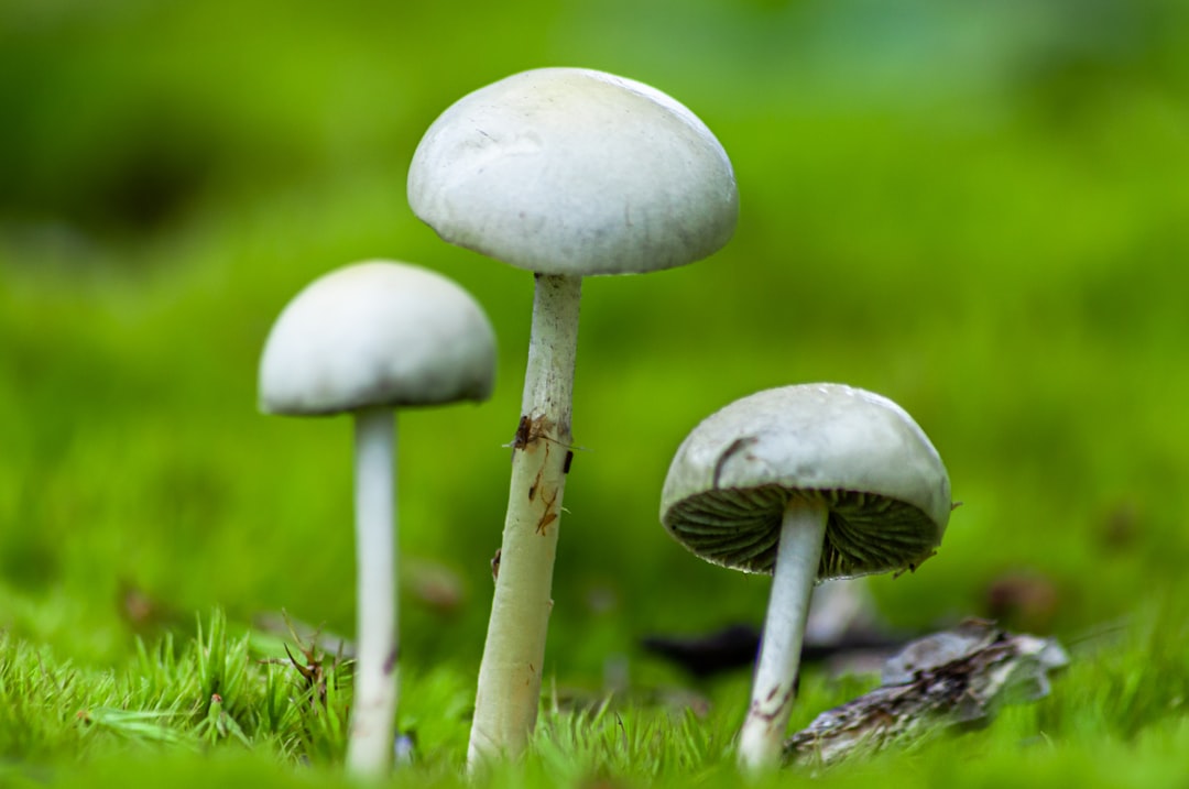 Comment cuisiner les shiitake : astuces et recettes faciles pour les sublimer