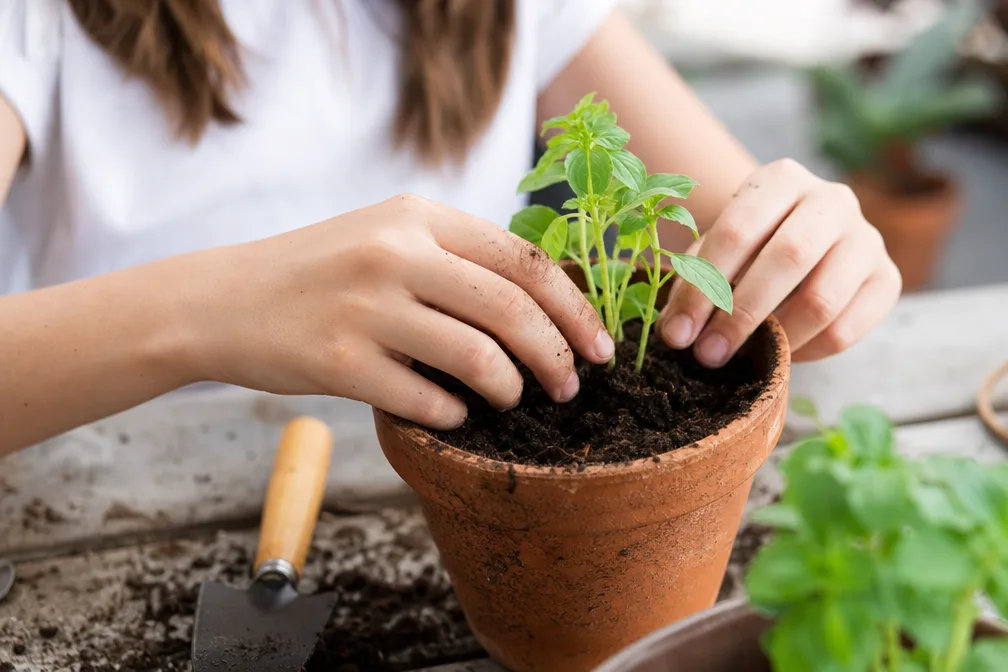 L'éco-anxiété chez les jeunes: comment nous, parents, pouvons agir Main d'un enfant plantant une jeune pousse dans le terreau humide d'un jardin urbain